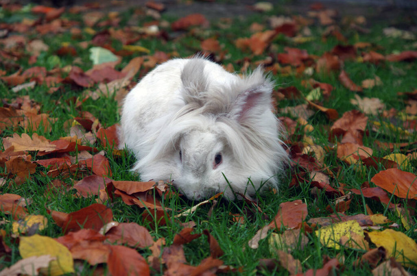 Beyaz bir tavşan sonbahar yapraklarıyla bir çayırda oturuyor. - Fotoğraf, Görsel
