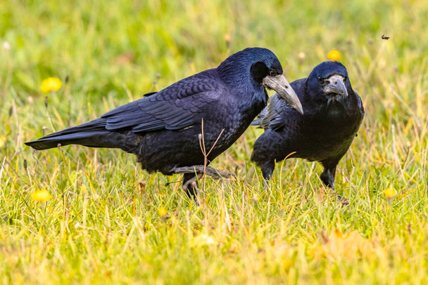 Portrét dvou euroasijských věží (Corvus frugilegus). Černý pták s holým podstavcem, kráčející v trávě a hledající jídlo. Široký život v přírodě. Nizozemsko. - Fotografie, Obrázek