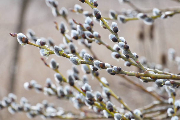 Çiçek açmadan önce tomurcuklu söğüt (tükürük caprea) dalları - Fotoğraf, Görsel