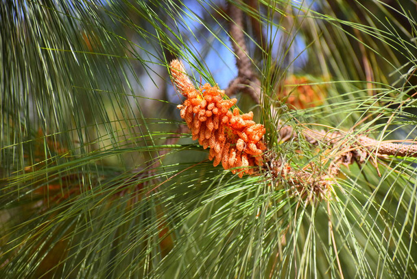 pinus roxburghii mannelijke kegel op boom. - Foto, afbeelding