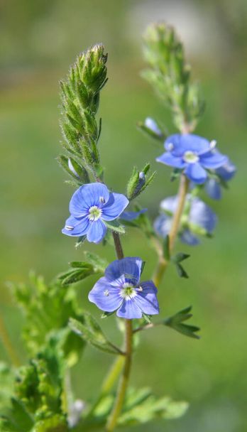 In the spring, Veronica chamaedrys blooms in the wild - Photo, Image