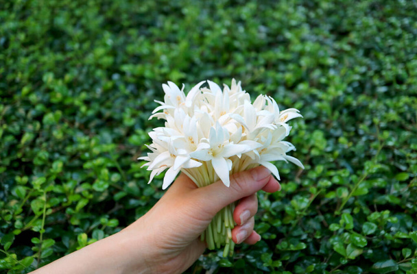 Closeup female's hand holding a bouquet of Millingtonia flowers with blurry green foliage in background - Photo, Image