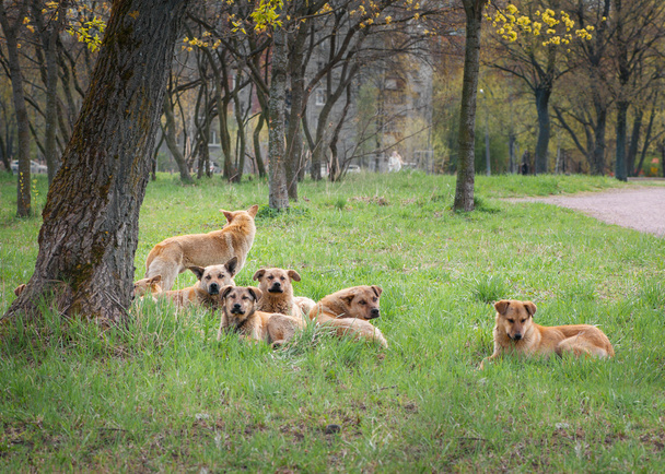Stray dogs - Photo, Image