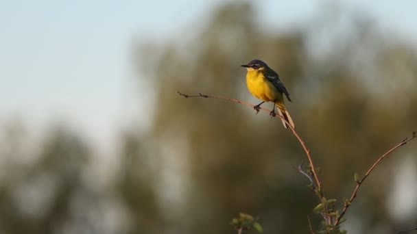 jaune wagtail chante une chanson au soleil du matin - Séquence, vidéo