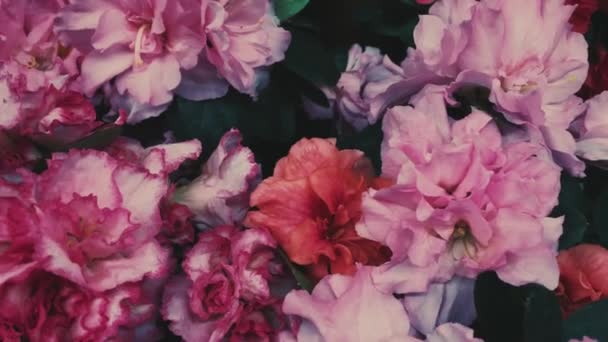 Krásné růžové květy v jarní zahradě, krása v přírodě - Záběry, video