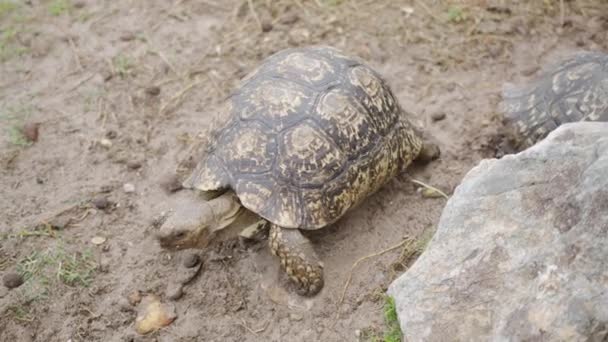 La tortuga se arrastra por la tierra. Un animal de la familia de las tortugas terrestres, un destacamento de reptiles. - Metraje, vídeo