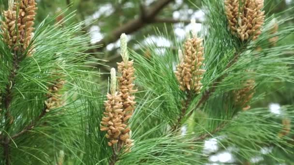 Blooming young pine cones with pollen sprouts. Close-up. Handheld shot - Footage, Video