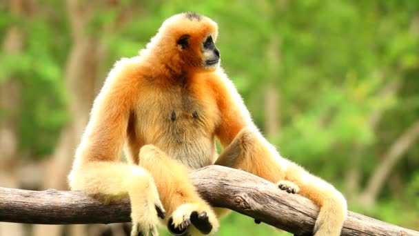 Gibbon zittend op boom in Chiangmai Thailand. - Video