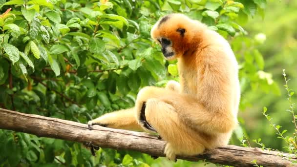 Gibbon assis sur l'arbre à Chiangmai Thaïlande. - Séquence, vidéo