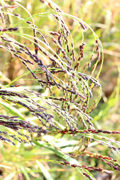 Reife Reisfelder feste Nahaufnahme für die Ernte auf dem Feld - Foto, Bild