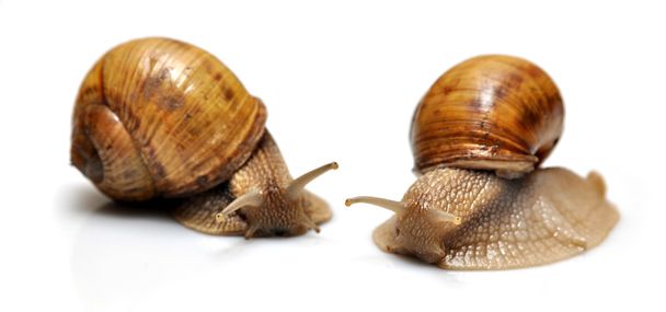 Snails isolated - Photo, Image