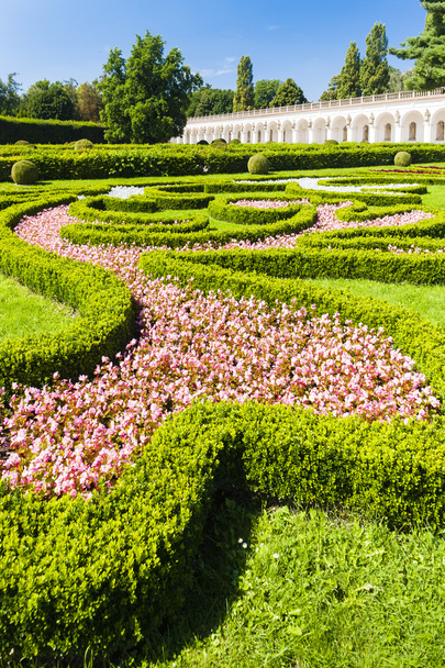 λουλούδι στον κήπο του kromeriz palace, Τσεχία - Φωτογραφία, εικόνα