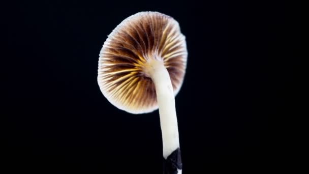 The Mexican magic mushroom is a psilocybe cubensis, whose main active elements are psilocybin and psilocin - variety Mexican Psilocybe Cubensis. - Footage, Video