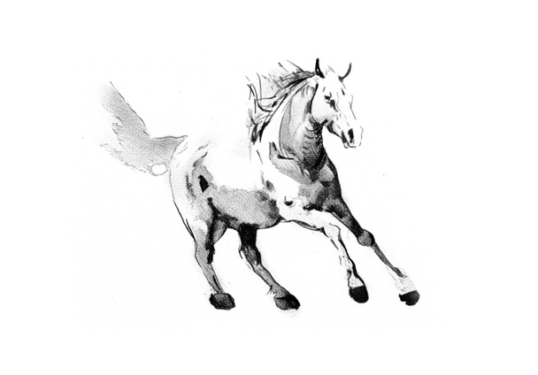 tête de cheval à main levée dessin au crayon
 - Photo, image