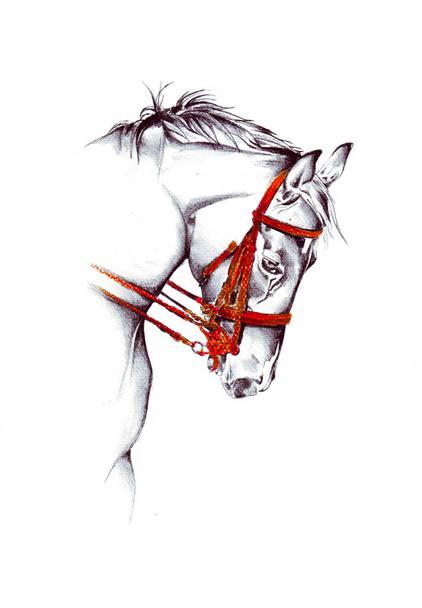 szabadkézi ló feje ceruza rajz - Fotó, kép
