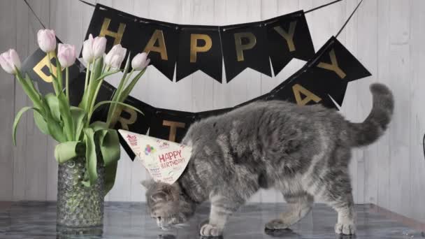 День рождения кота 1 год - Кадры, видео