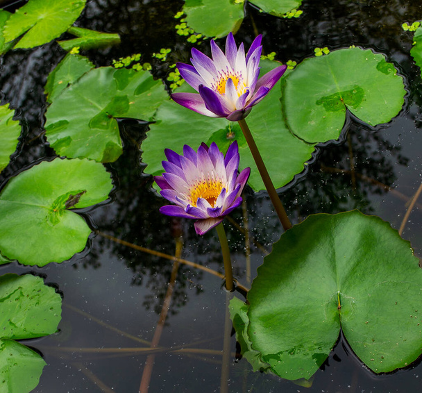 Lotus flower macrophotography, in a ceramic bowl, Thailand - Фото, зображення