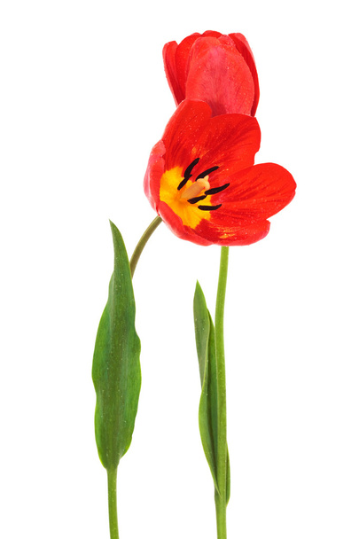 krásné červené tulipány na bílém pozadí - Fotografie, Obrázek