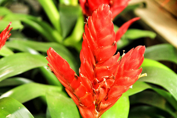 Beautiful and colorful red Vriesea Carinata plant in the garden in Spring - Photo, Image