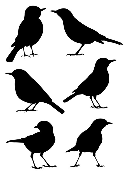 Vogelsilhouette - 6 verschiedene Vektorillustrationen - Vektor, Bild