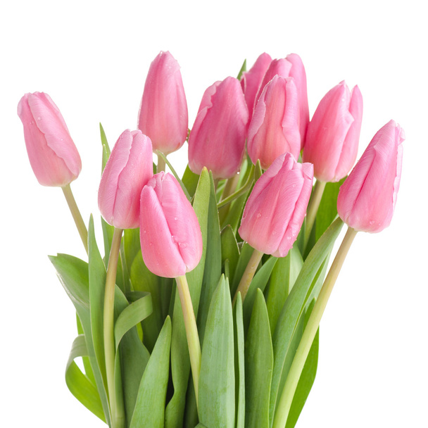Tulips bouquet isolated - 写真・画像