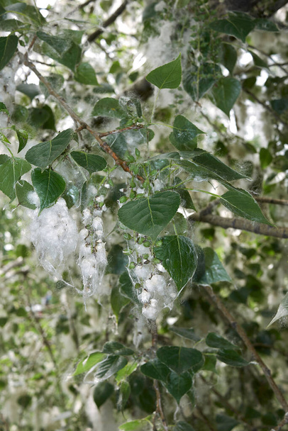 Populus nigra rama de cerca con frutos y semillas - Foto, Imagen