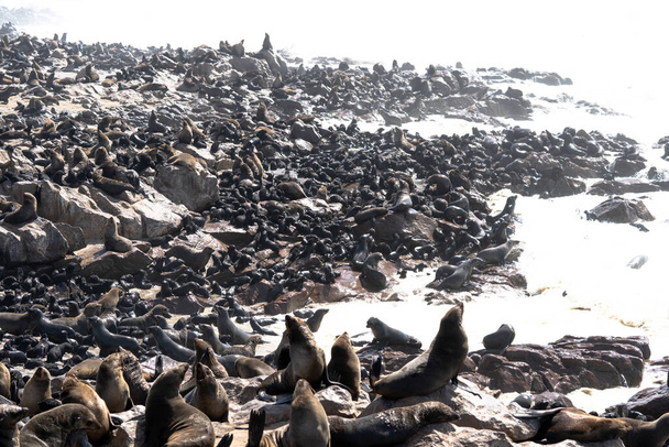 Größte Seelöwenkolonie Afrikas in der Nähe des Kapkreuzes - Foto, Bild