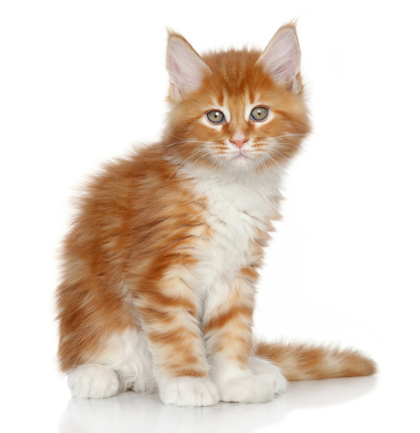 Maine Coon kitten portrait - 写真・画像