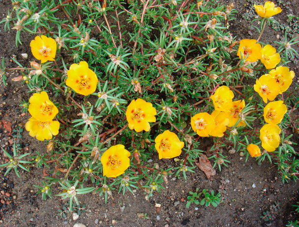 красочные цветы сочного растения Portulaca grandiflora - Фото, изображение