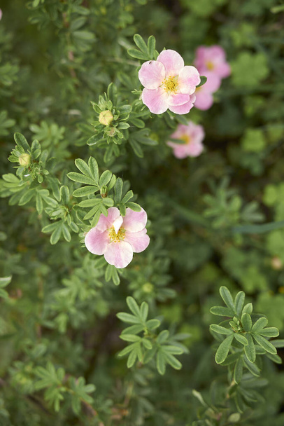 Dasiphora fruticosa arbuste en fleurs - Photo, image