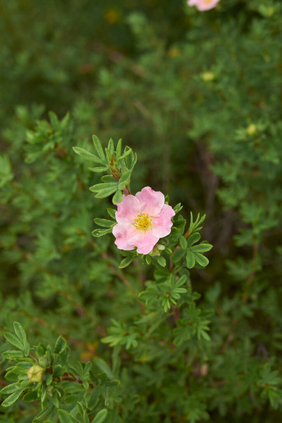 Dasiphora fruticosa bokor virágban - Fotó, kép