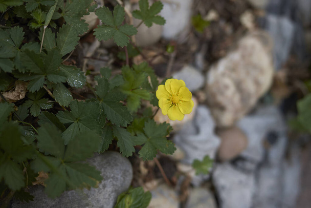 fresh leaves and flower of Potentilla reptans plant - Photo, Image