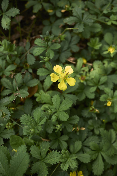 fresh leaves and flower of Potentilla reptans plant - Photo, Image