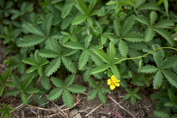 Potentilla reptans  close up with yellow flowers - Photo, Image