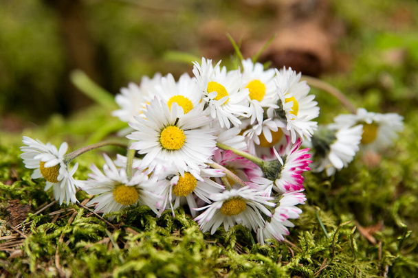Mothers day theme. Bunch of meadow sunshine flowers on forest moss. Spring celebration bouquet. Early flowers. Emotional present. - Photo, Image