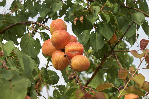 Ramo di Prunus armenaica con albicocca fresca - Foto, immagini