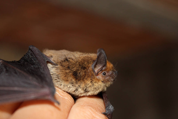 Little brown bat on a man hand. - Photo, Image