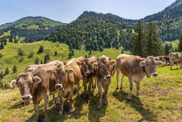 curioso branco di vitelli al pascolo nelle Alpi di Allgau, Baviera, Germania - Foto, immagini