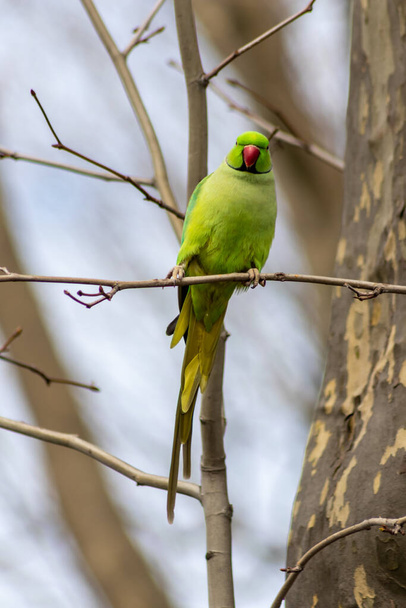 Ring-necked parakeets breeding in a breeding burrow in a tree sitting on a branch in spring to lay eggs for little fledglings with green feathers and a red beak as exotic parrots Psittacula krameri - Photo, Image