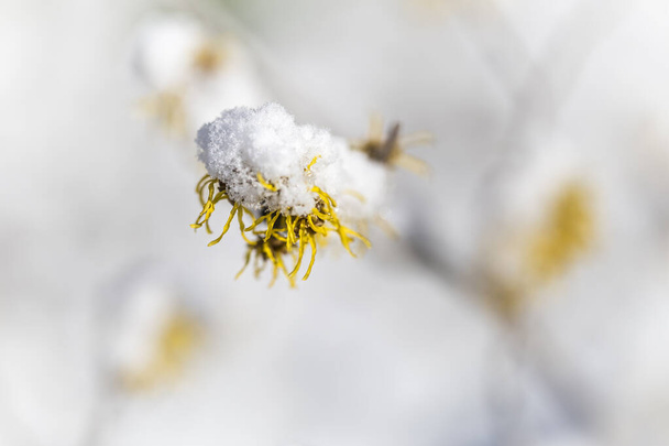 snow on the blossom of the witch hazel - Photo, Image