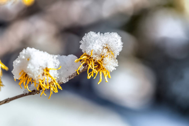 Schnee auf der Blüte der Haselnuss - Foto, Bild