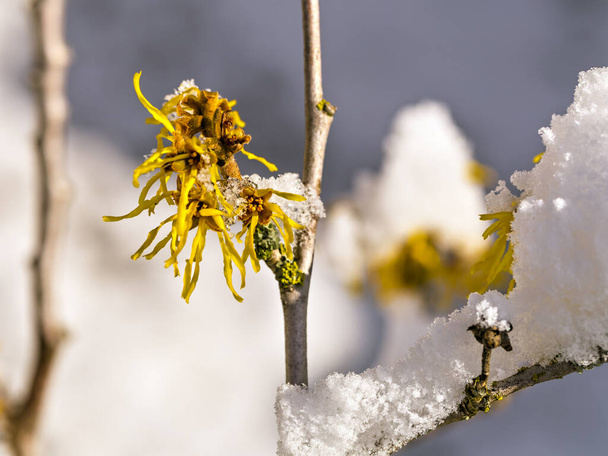 neve sul fiore del nocciolo delle streghe - Foto, immagini