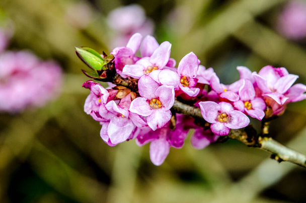 Virágzó Daphne Mezereum. Gyönyörű mezeoni virágok tavasszal. Branch virággal mezereum, mezereon, Február Daphne, spurge babér vagy spurge olajbogyó (Daphne mezereum). - Fotó, kép