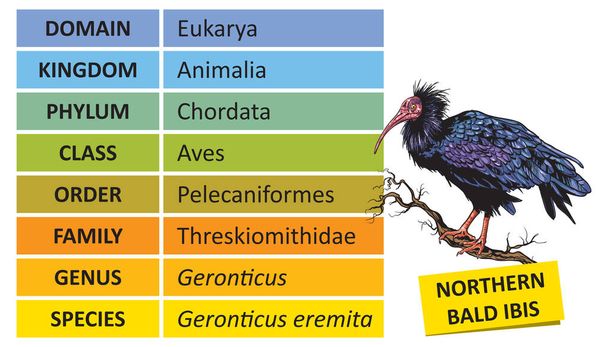 A hierarquia das principais fileiras taxonômicas da classificação biológica. Classificação dos organismos em categorias sistémicas, exemplo Ibis do Norte Calvo. - Vetor, Imagem