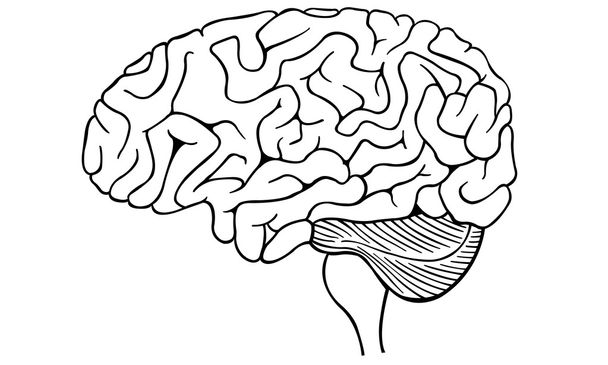 мозок
 - Вектор, зображення