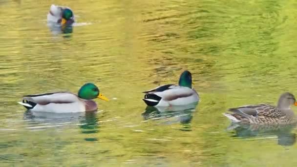 patos nadando en el lago 4k - Imágenes, Vídeo