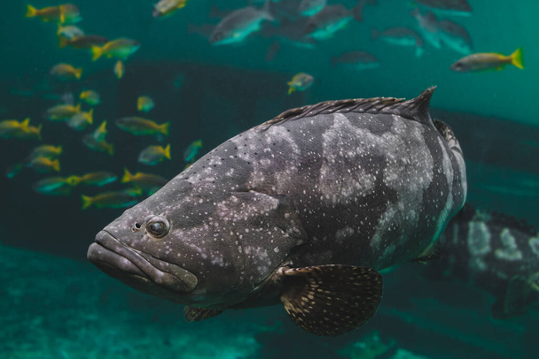 Csoportos vagy barna foltos csoportosulásos halak úsznak a zöld tengervíz alatt napfénnyel. - Fotó, kép