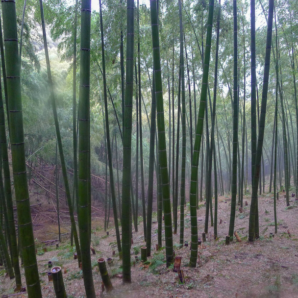 Las Bambusowy zimą, Kanazawa, Japonia. - Zdjęcie, obraz