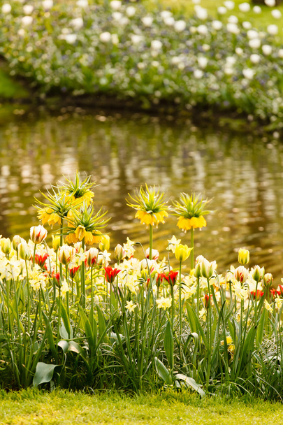 Spring garden - Photo, Image