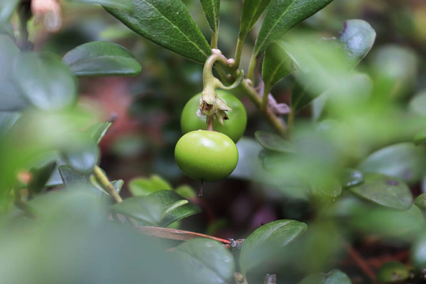 Макро из зеленых незрелых ягод на клюкве лоубуш. - Фото, изображение